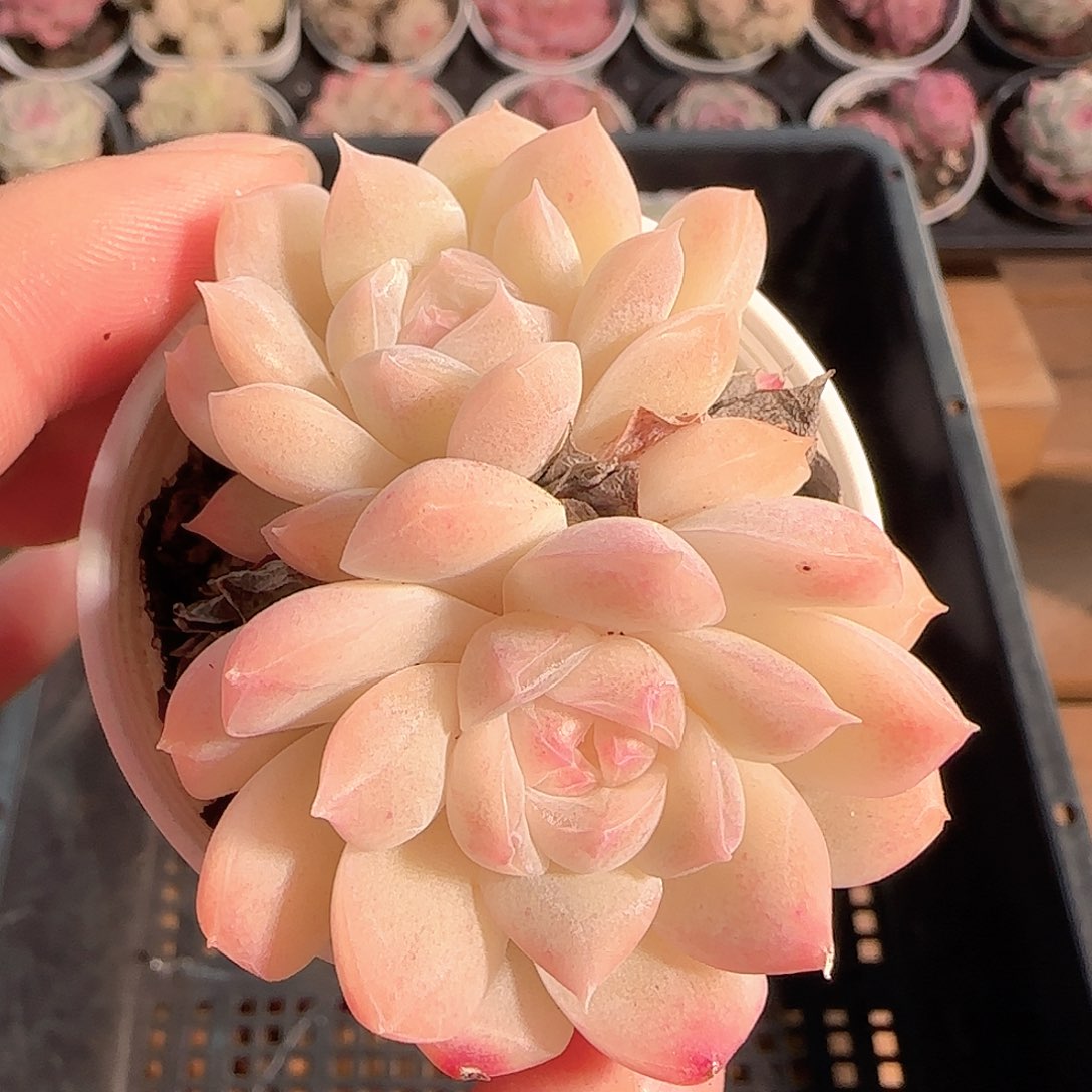 多肉1209-141白桃汽水