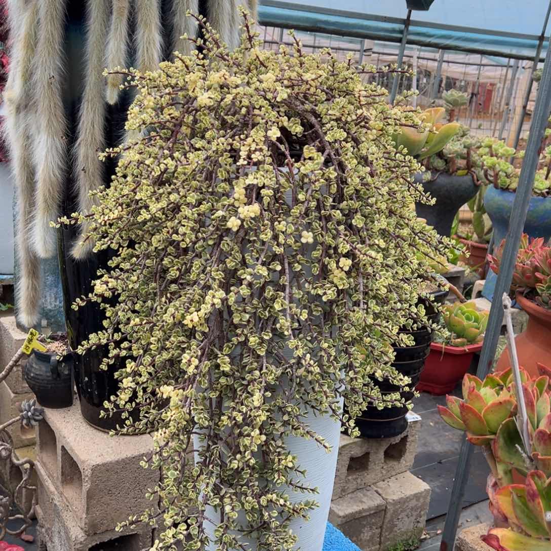 清货雅乐之舞带盆不包物流