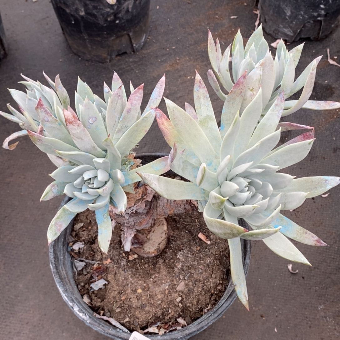 52号雪花瑕疵瑕疵