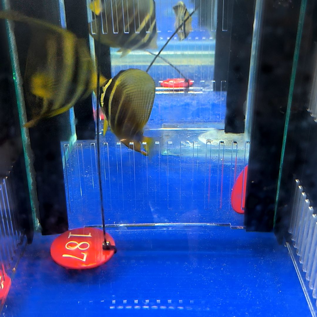 海水鱼大帆吊7+/2-20-187