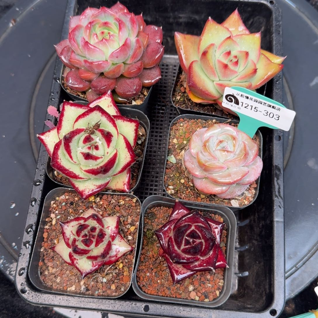 从前慢多肉精选编号1215.303