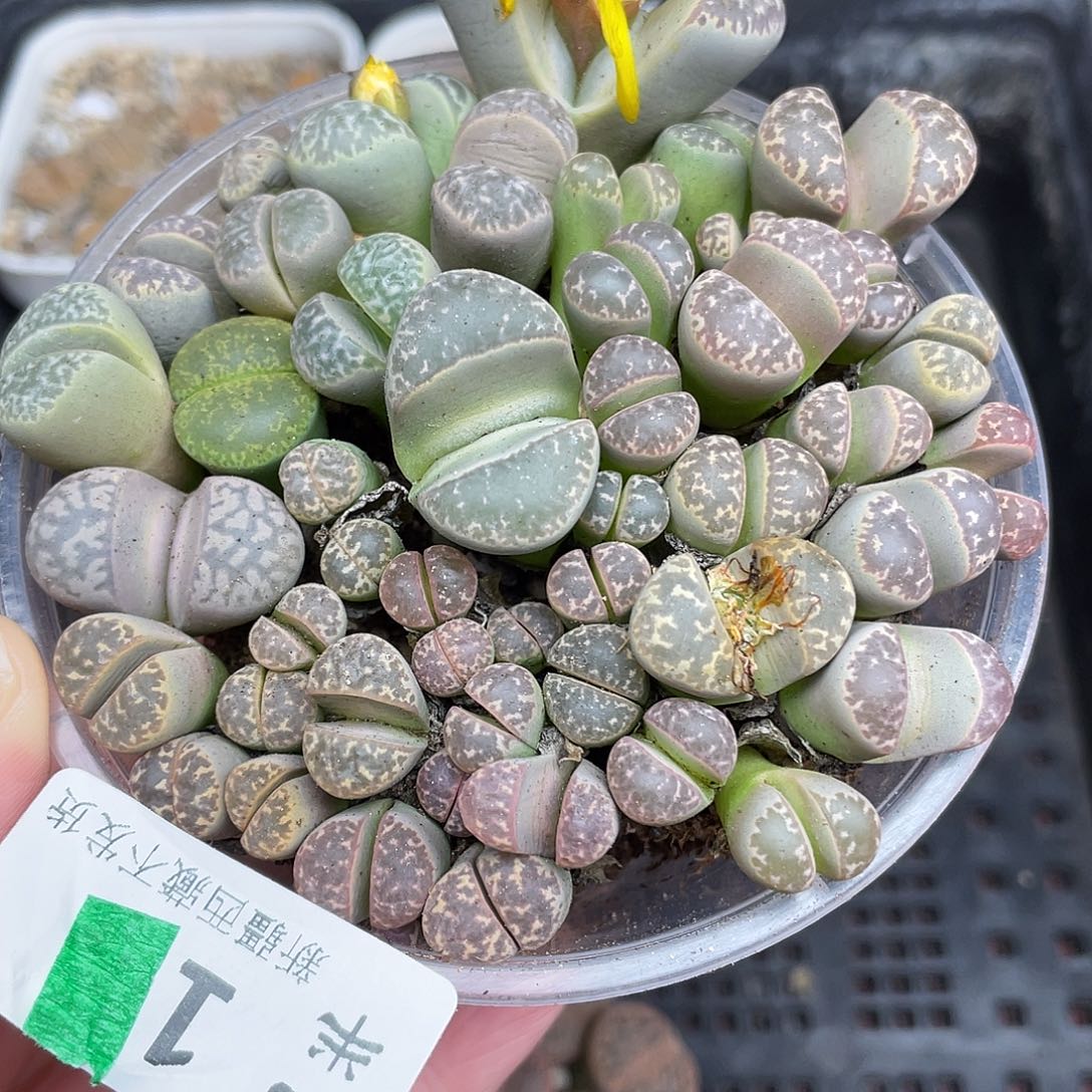01000000花花花花花花花花