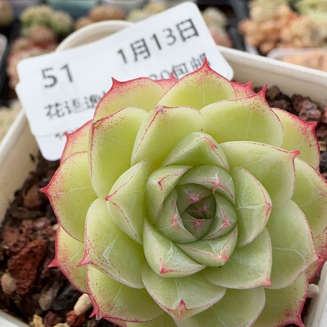 花语逸境0113-51女王