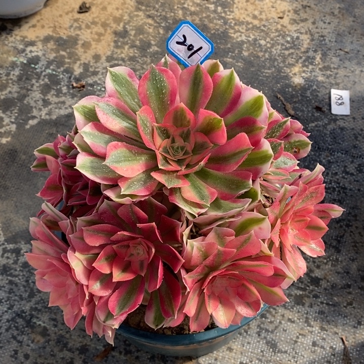 201粉女巫多肉法师