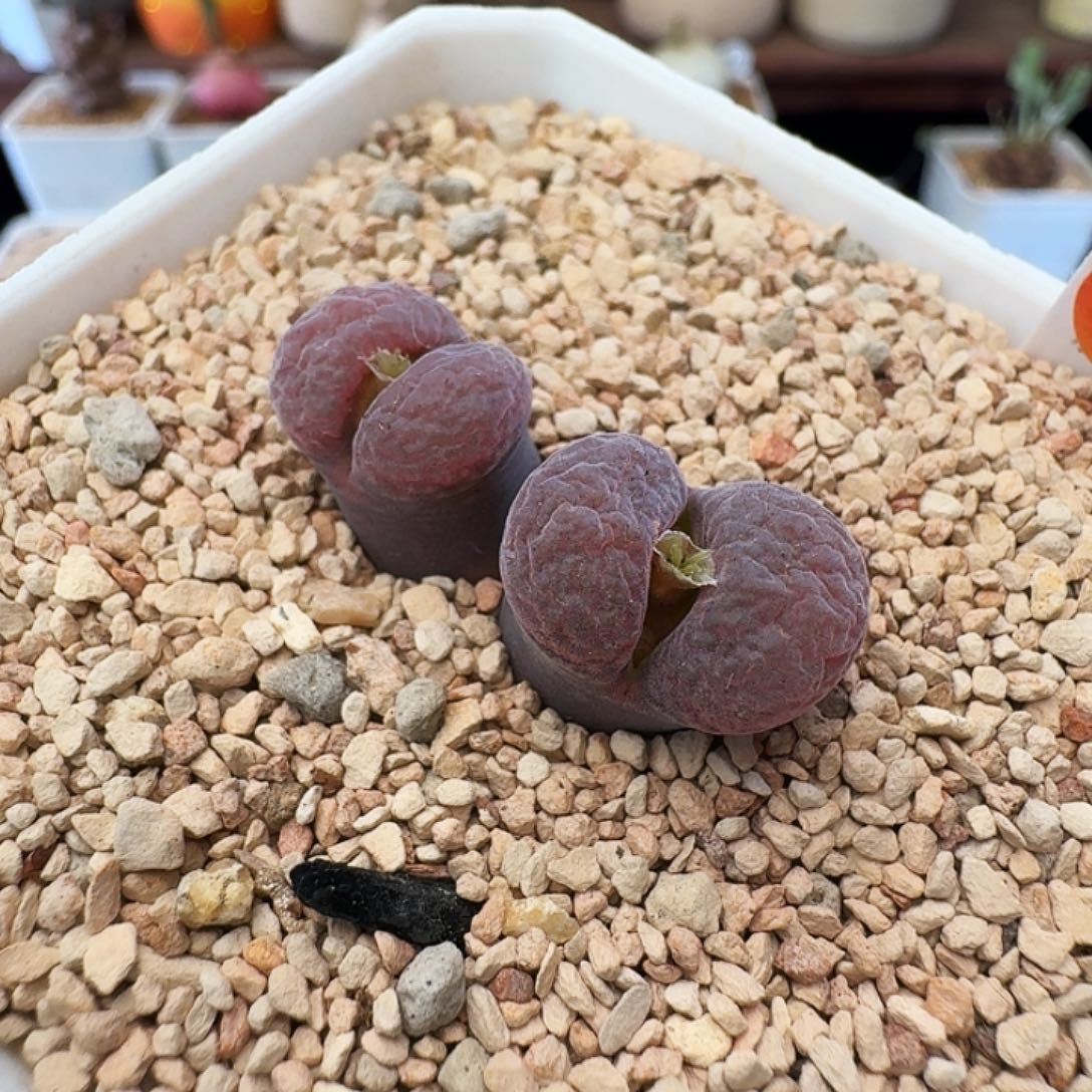 多肉植物福利二姐自留母本463