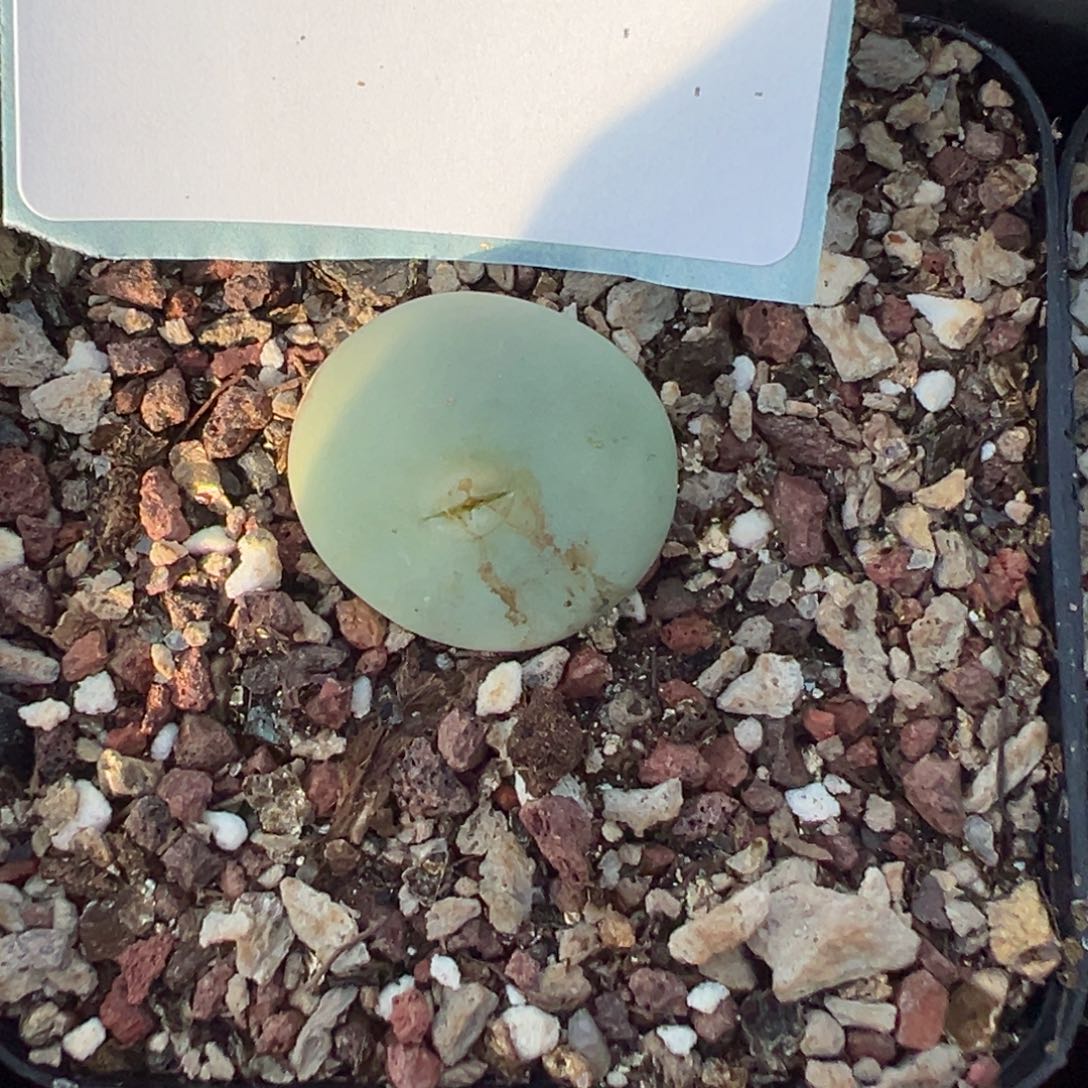 ****儿21-19肉锥多肉植物