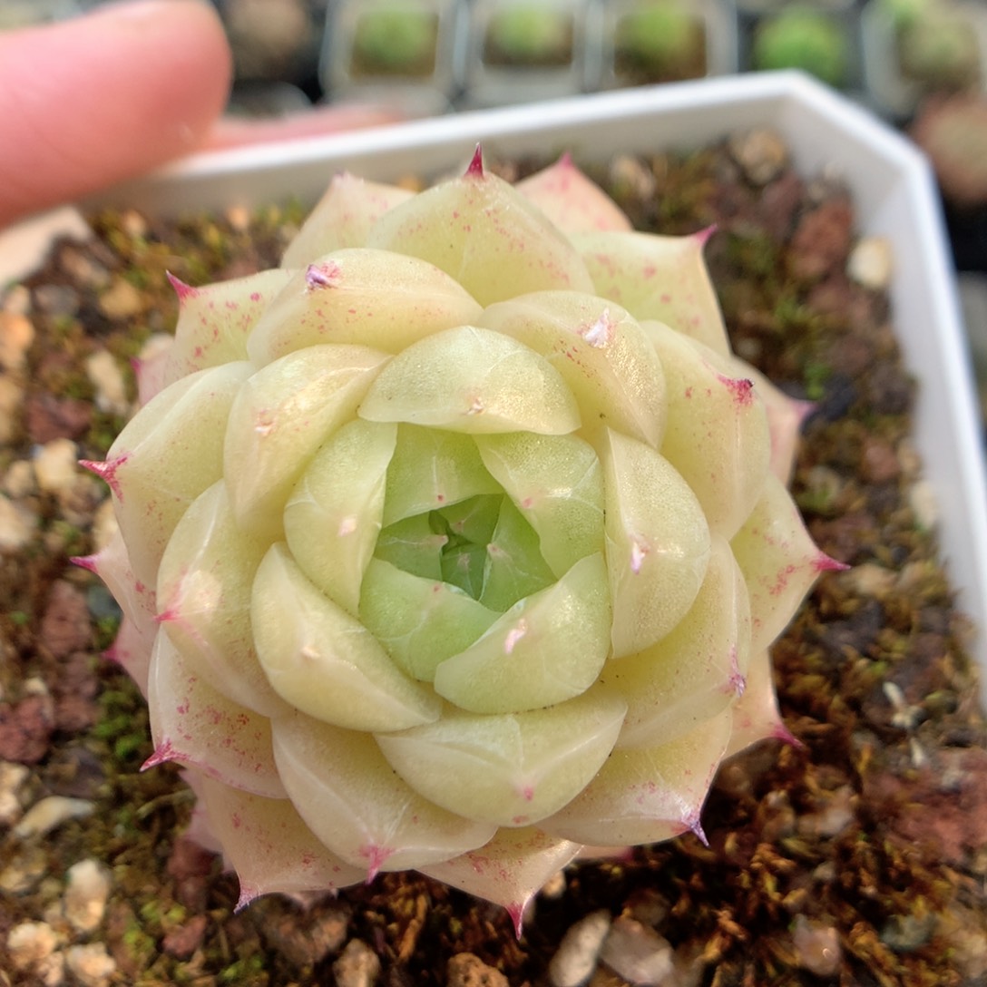 B27 ，柿子多肉20包邮两天凑单