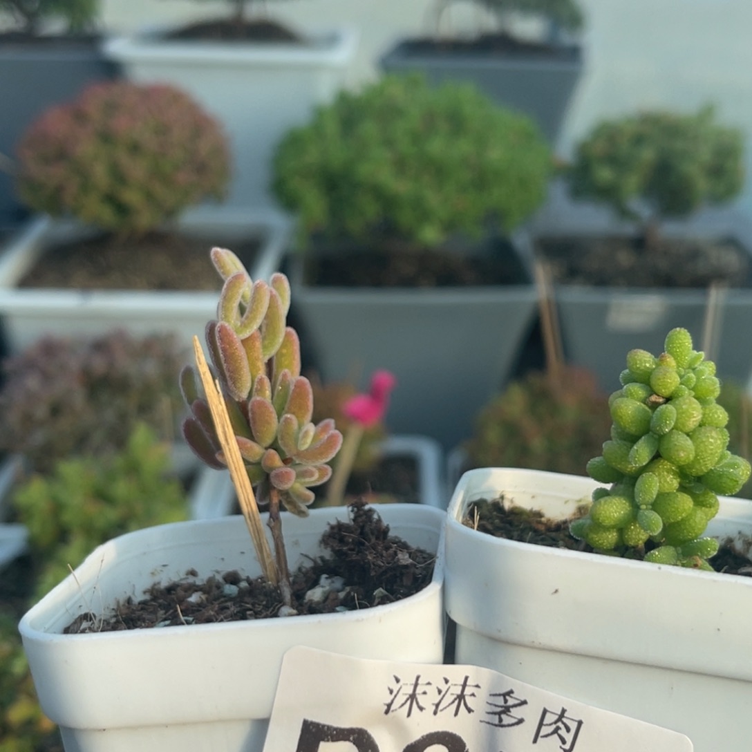 855蜜桔和红叶组合