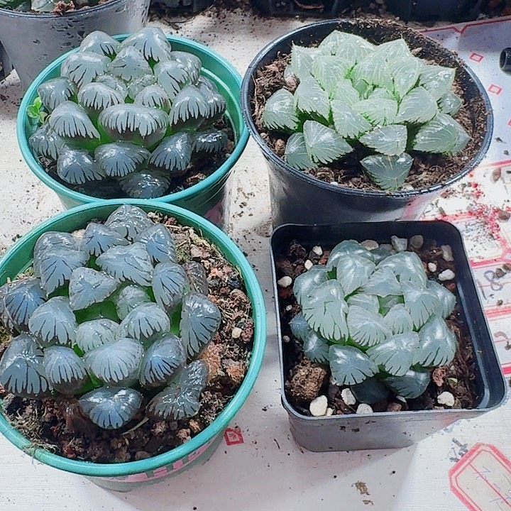 R***r十二卷4颗福利福利