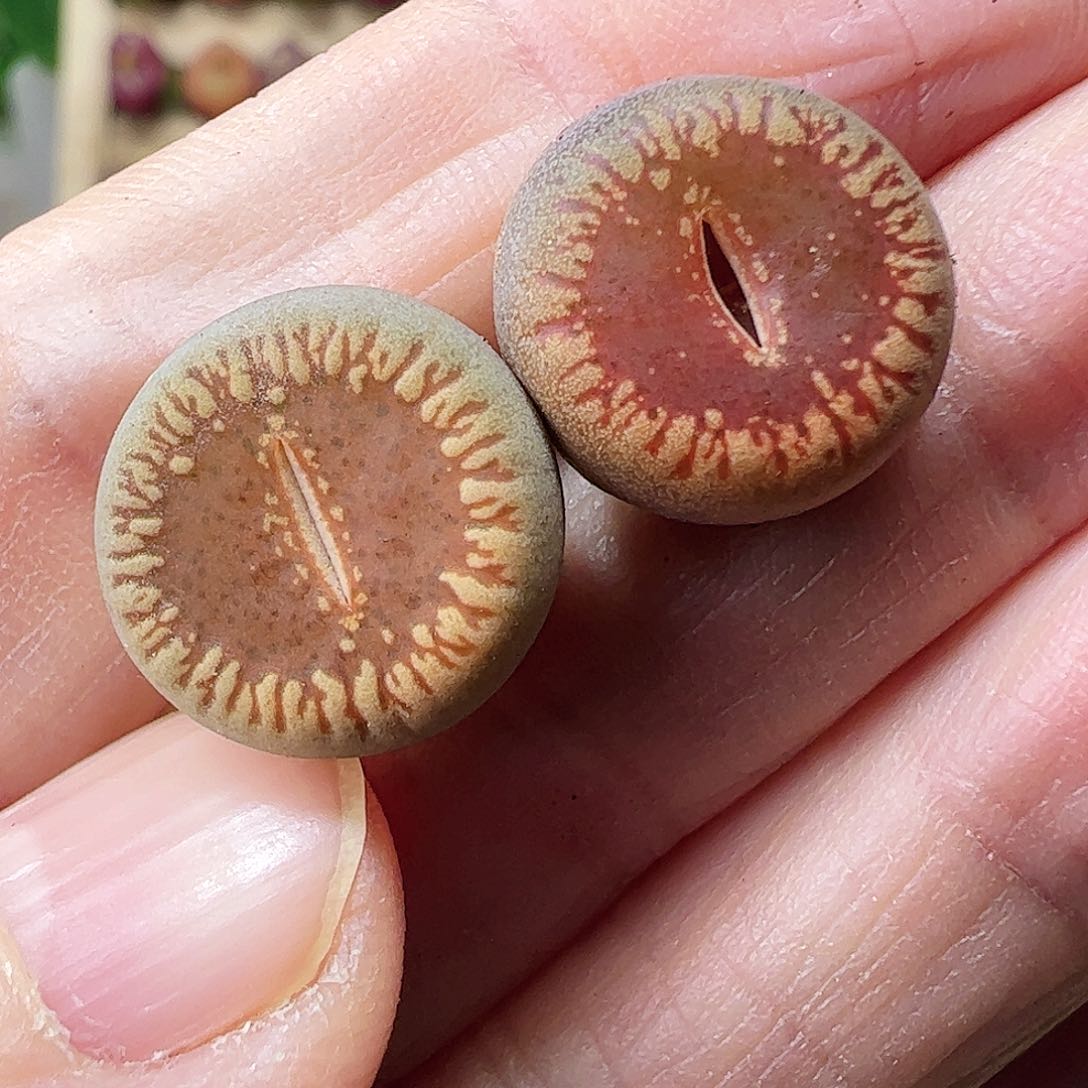 流水2颗包邮………………………