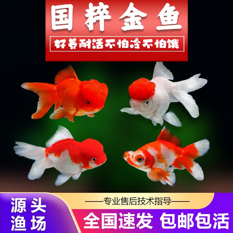 【狮来运转组合】6-8cm金鱼观赏鱼锦鲤活鱼养殖观赏鱼国狮鱼活鱼