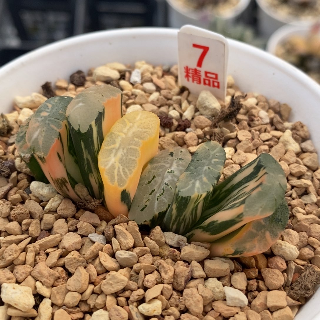 7玉扇十二卷多肉植物