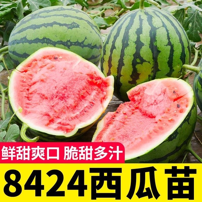 麒麟瓜苗秧嫁接西瓜苗8424美都无籽西瓜南方早熟盆栽蔬菜水果苗秧