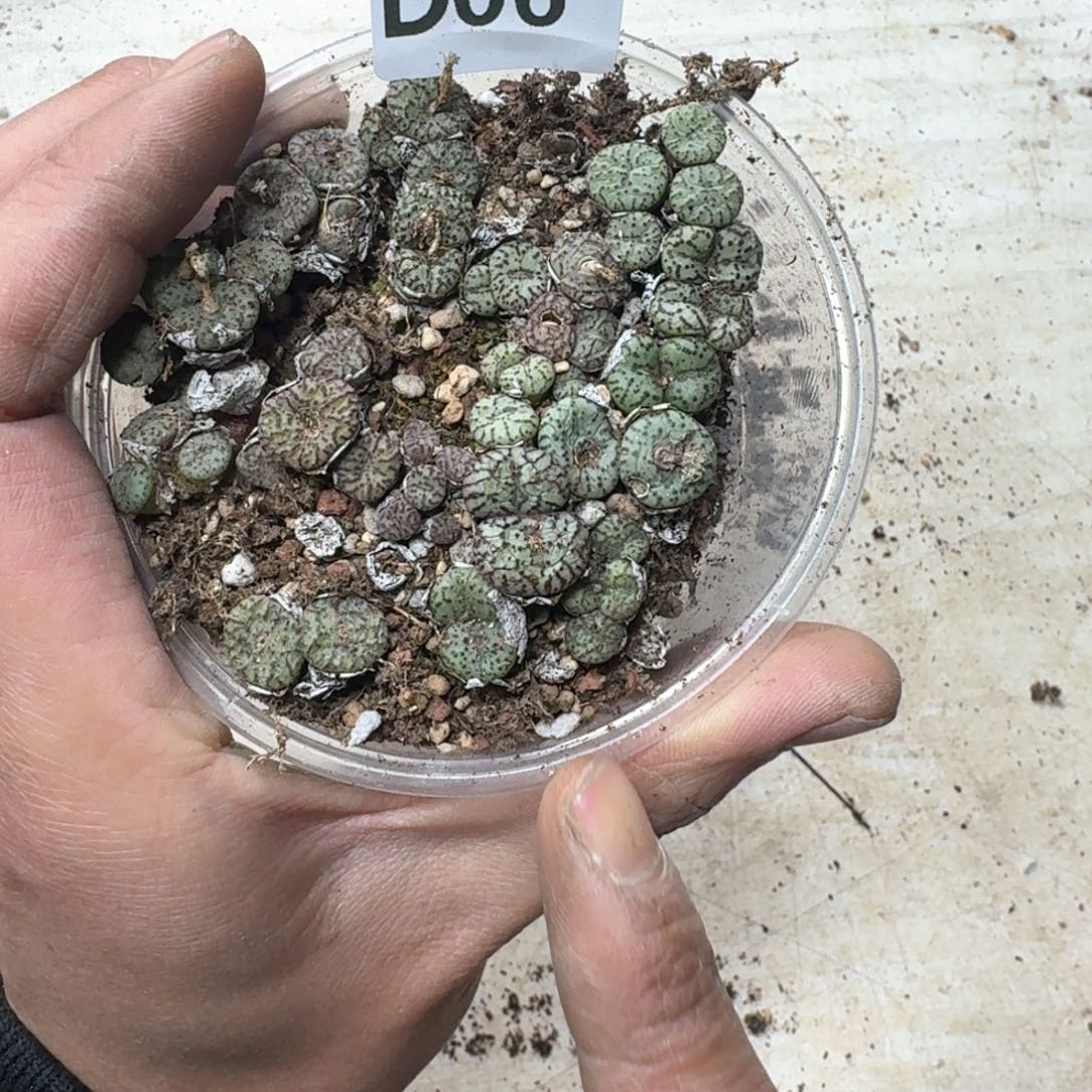 D06 彩色安贞一盒。