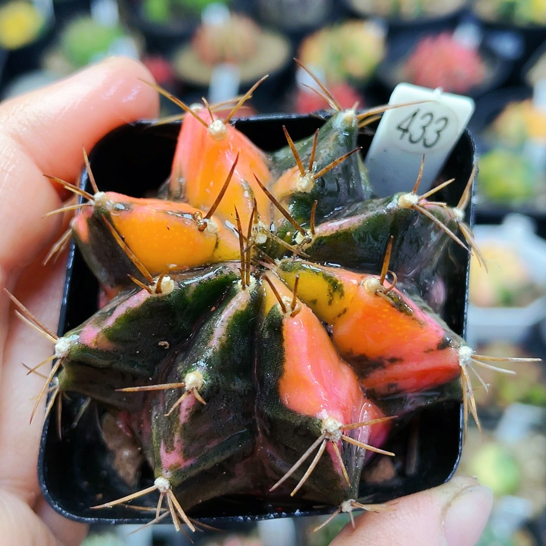 非偏远地区满25裸根发货仙人球