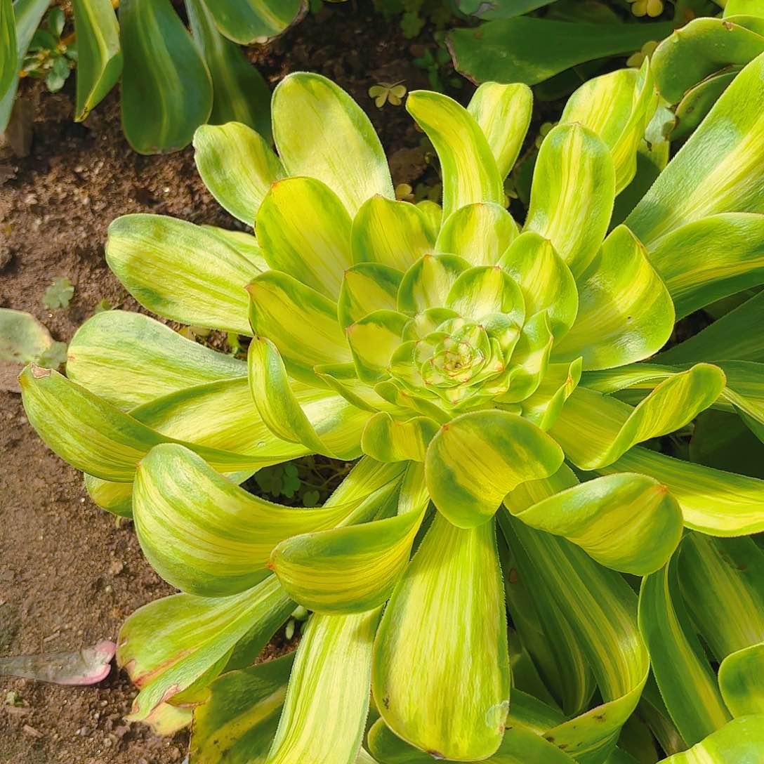 暴君宽锦多肉植物