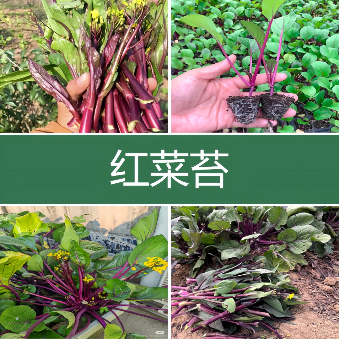 红菜苔秧苗阳台盆栽地载大棚种植好吃鲜嫩四季带土发种苗基地直发