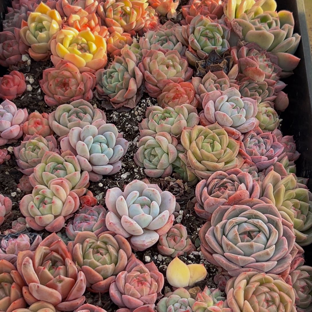 梦***子756多肉葡萄的味道是真的很