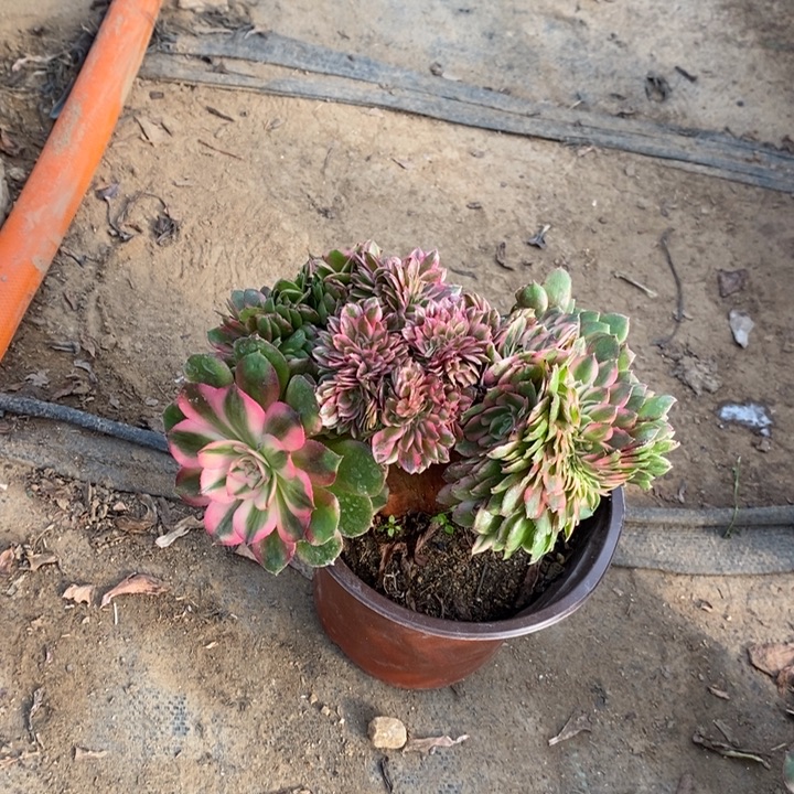 荔枝缀多肉植物17。