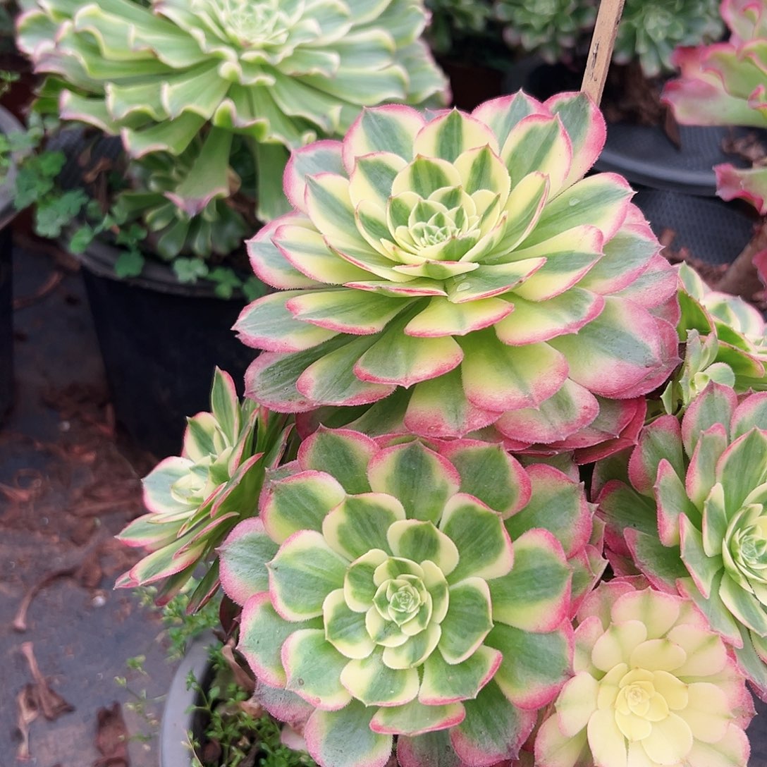 多肉植物991海仙法师