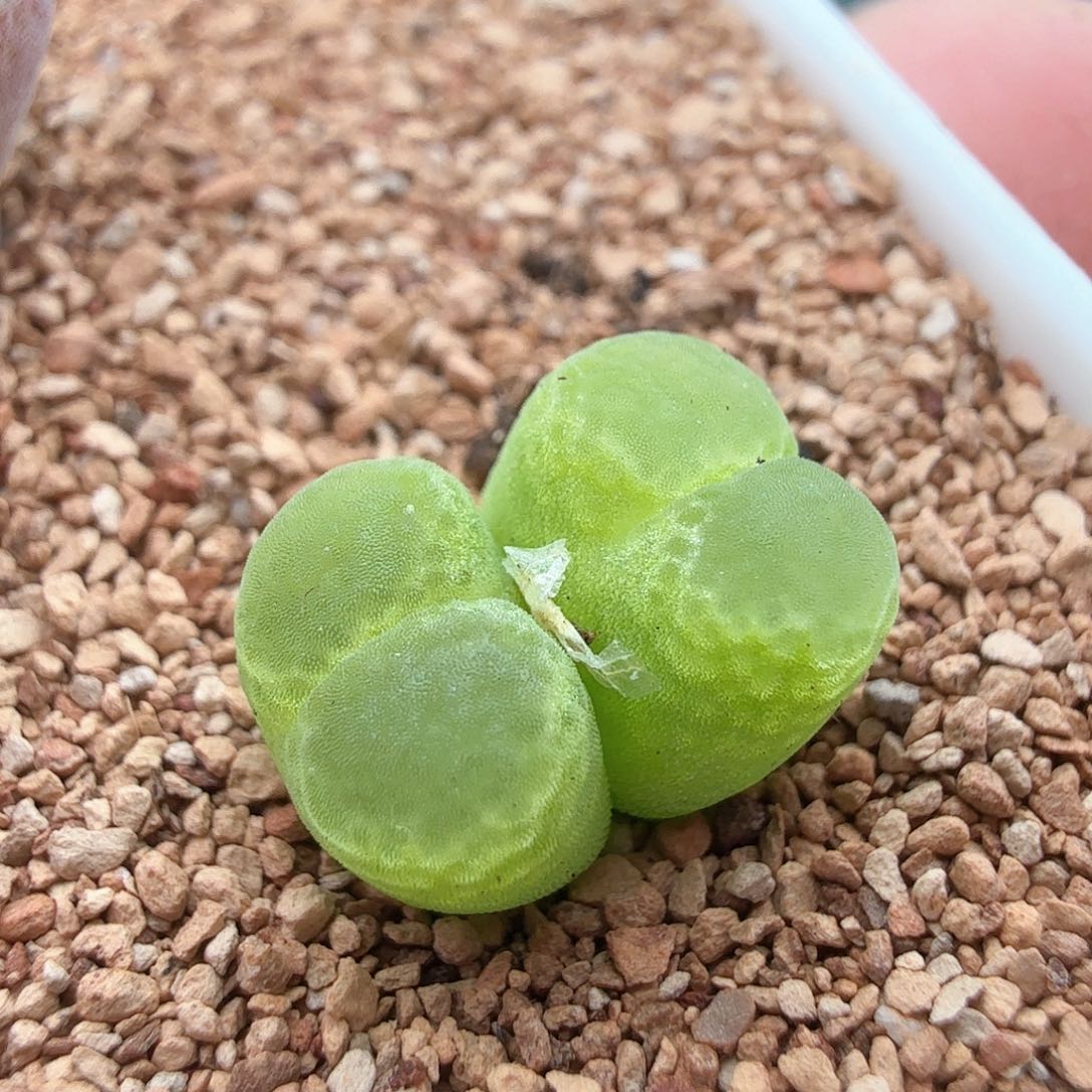 3.18.2/双头小绿铃