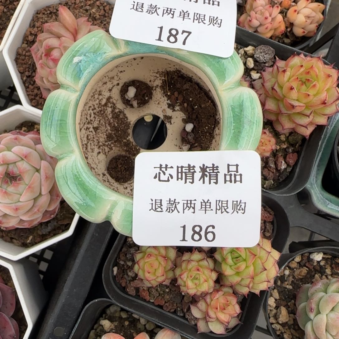 音*闪购精品多肉187号