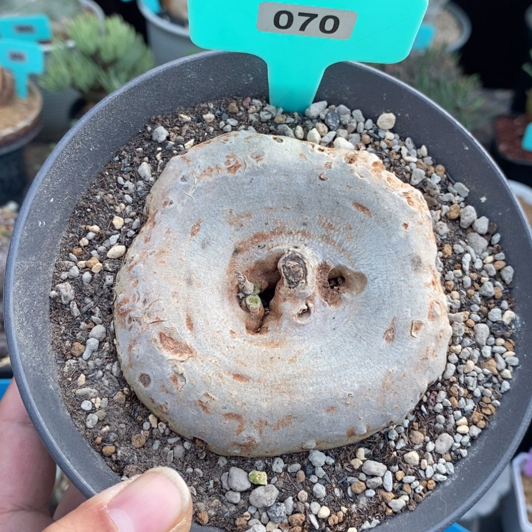 龙卵窟多肉植物一个多肉