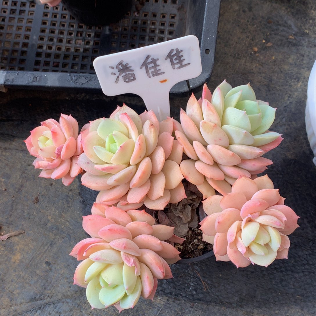 恋曲群uwuwuwuwuwuw