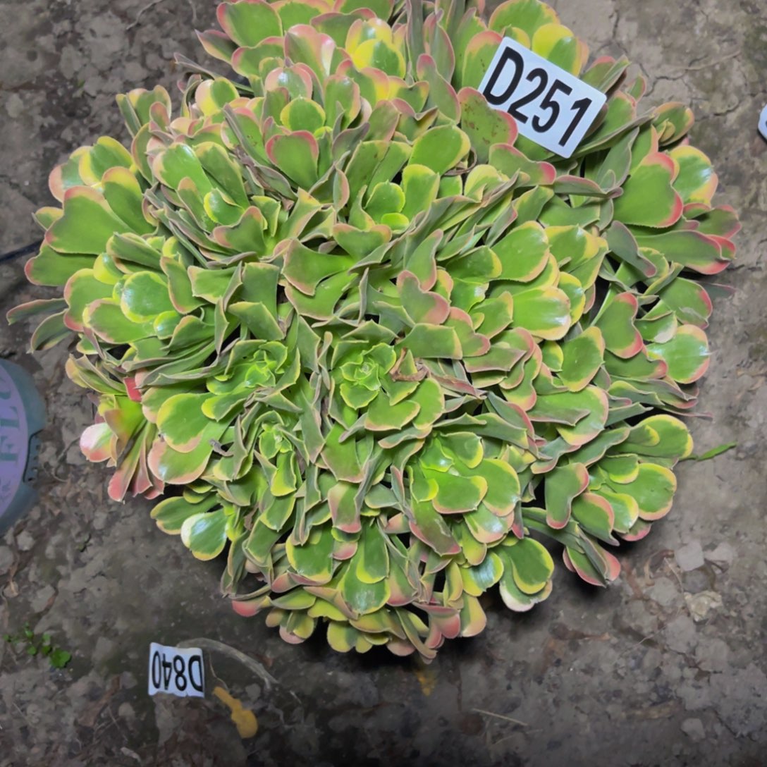 炫彩法师26——42包邮