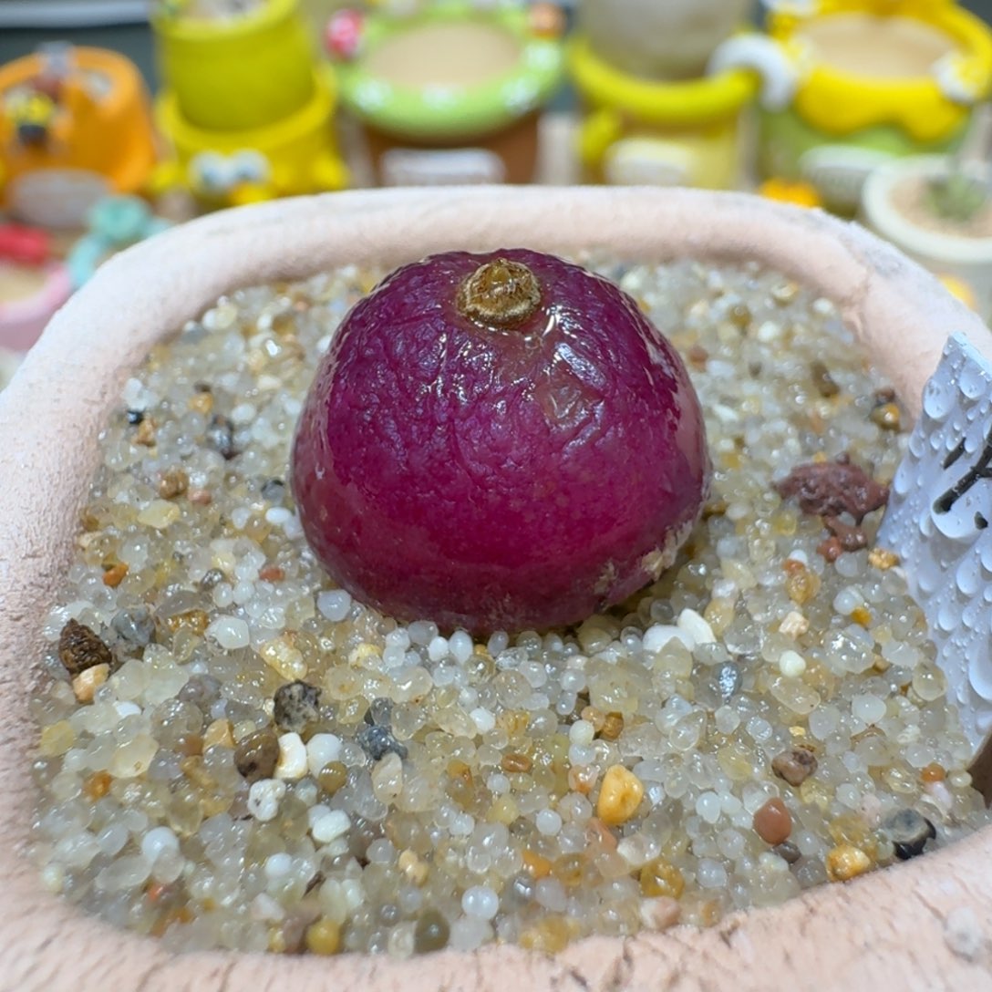 红陶蘑菇500灯泡