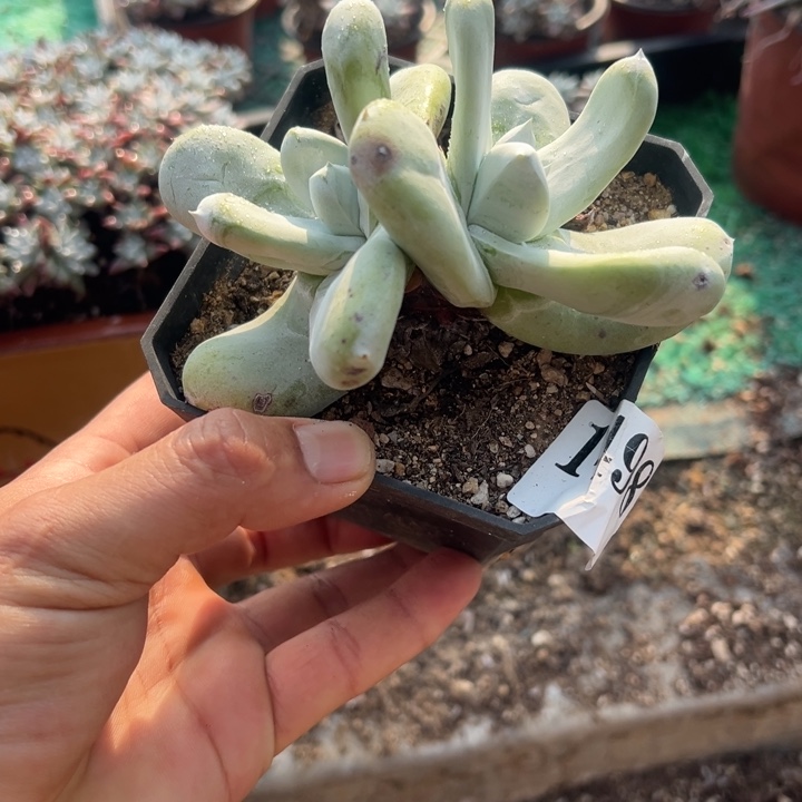 98号拇指多肉植物老庄