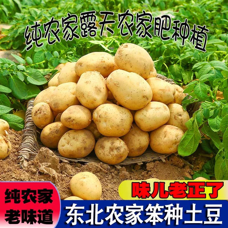 2025年东北黑龙江现挖黄心土豆马铃薯洋芋黄皮土豆蔬菜整箱