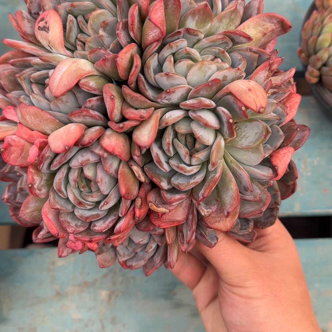 13头全明星，发货点延迟