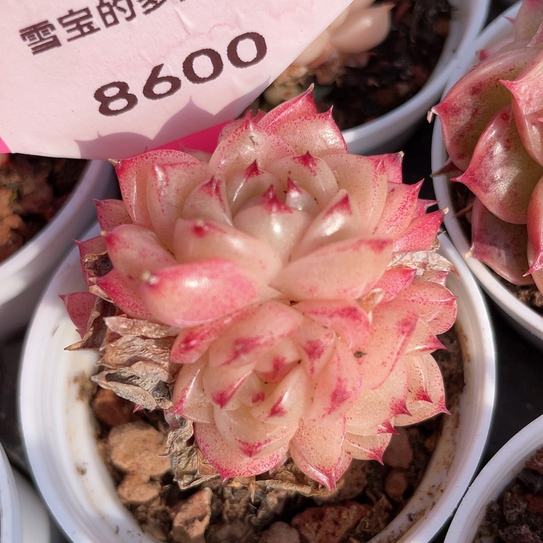 优选麦秆福利8793