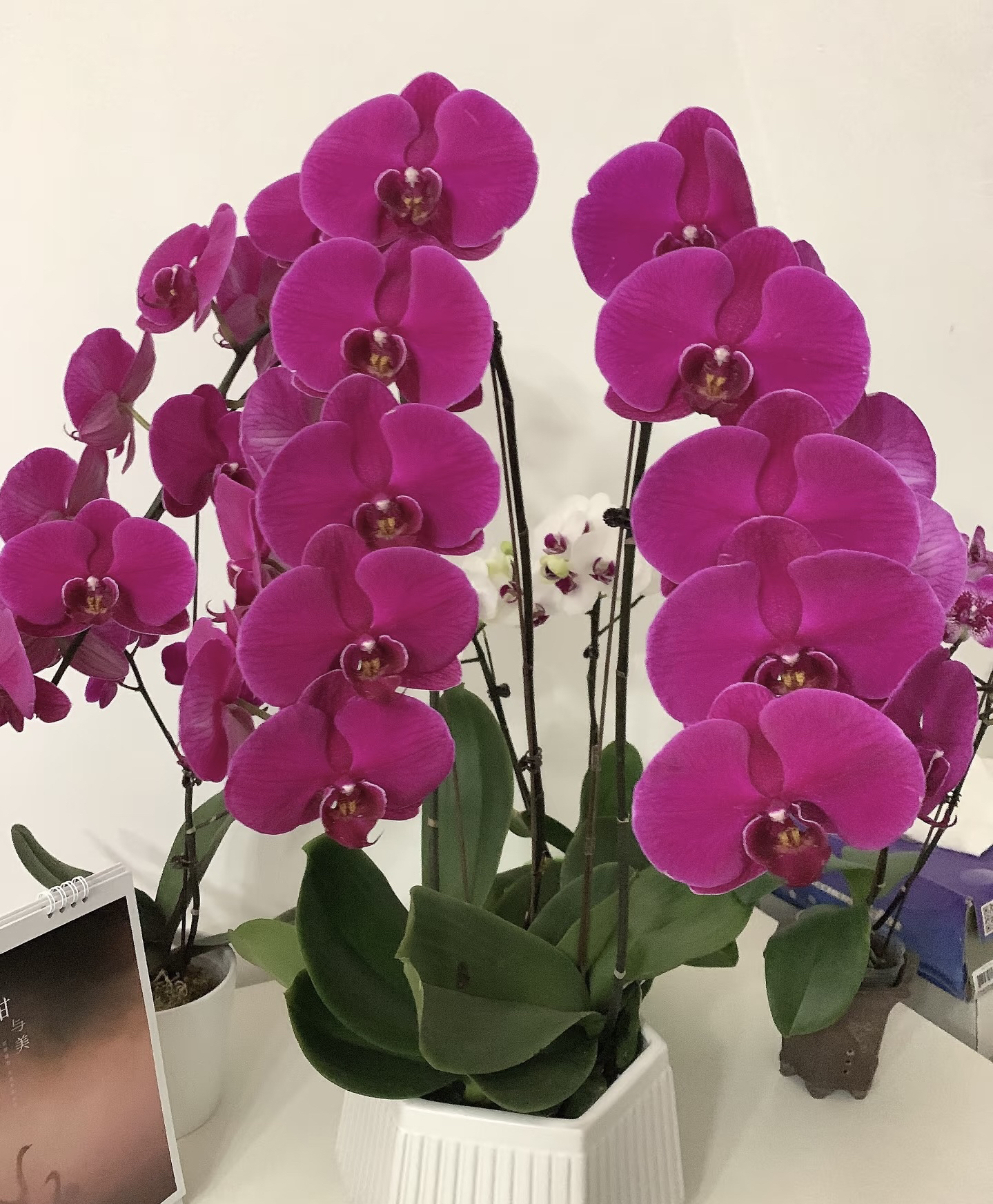 （大辣椒）蝴蝶兰3.5寸杯带花剑叶子开裂不售后