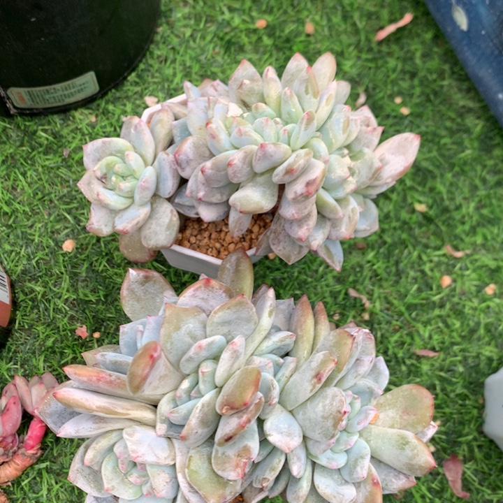 ****潭多肉植物叶插星影朵朵发货