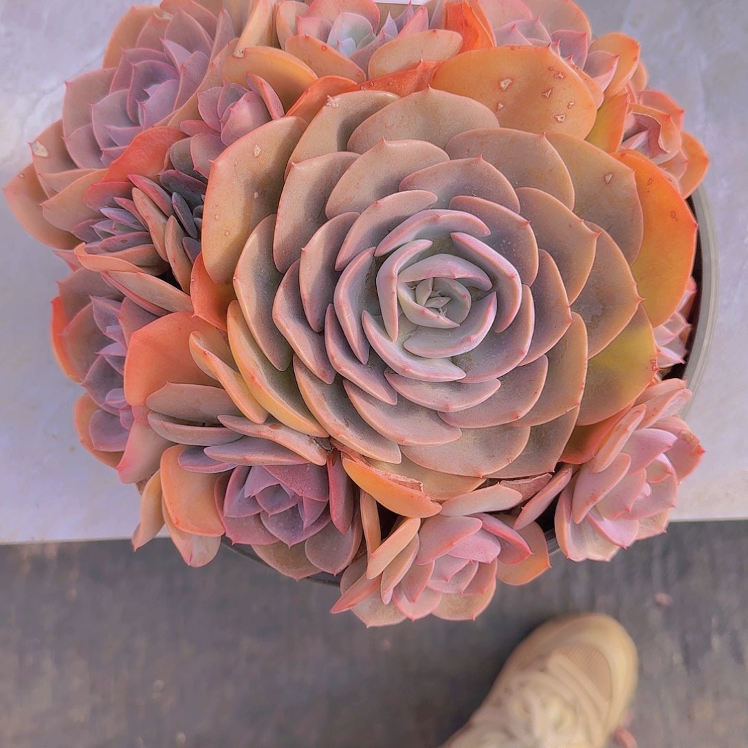 2143尘埃玫瑰多肉植物