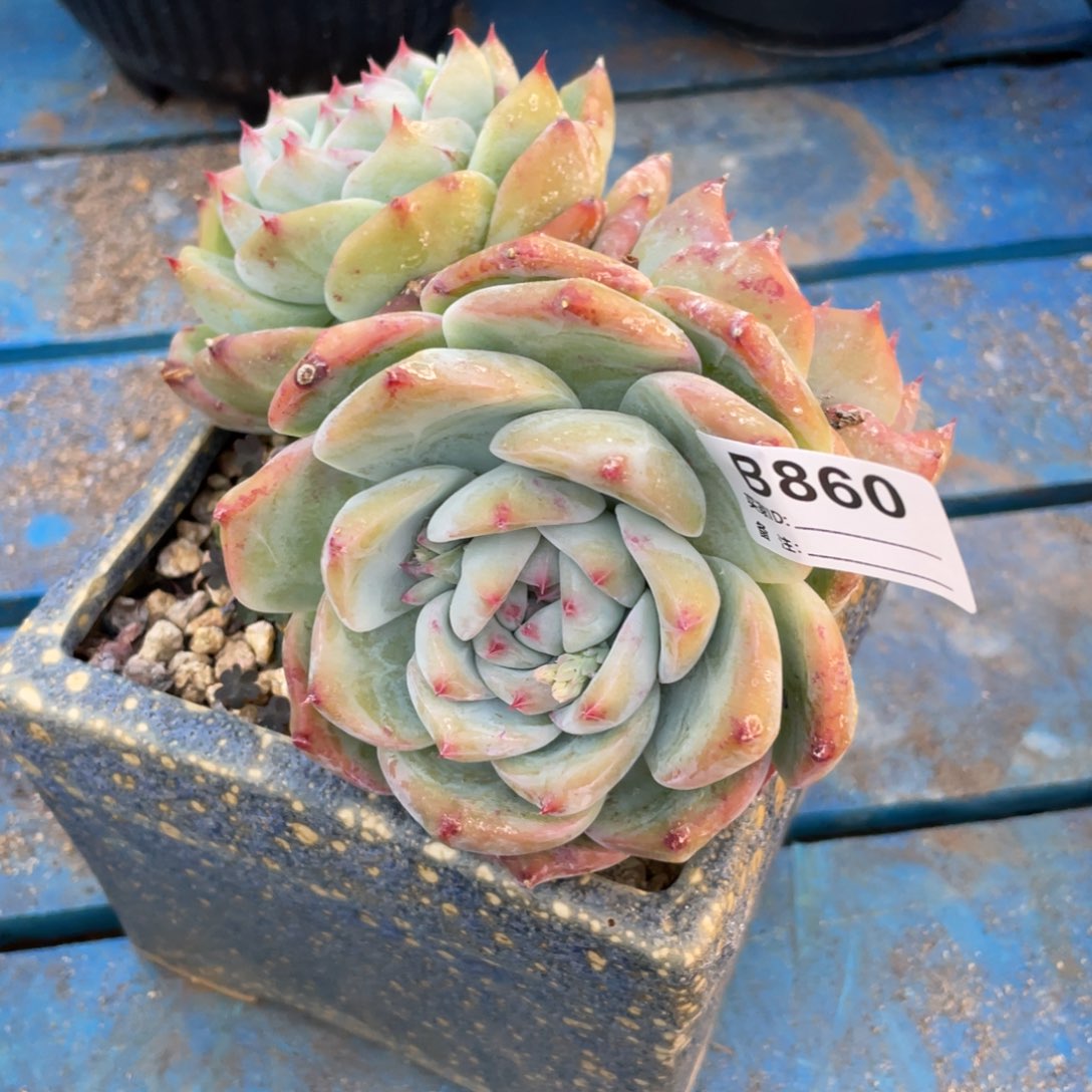 无花朵若茹东云单拍B860
