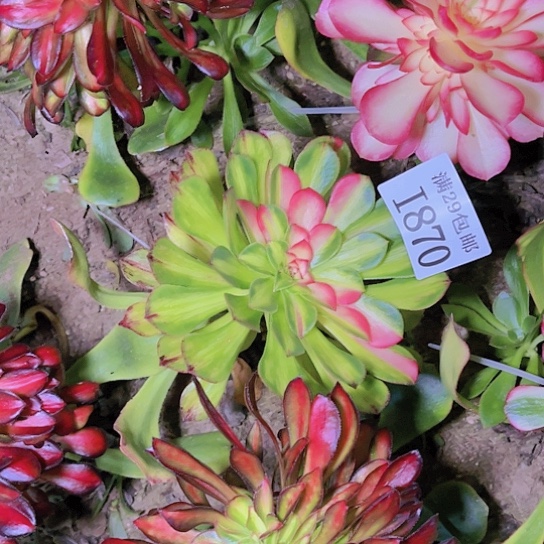 870知否 砍过 嫁接多肉植物