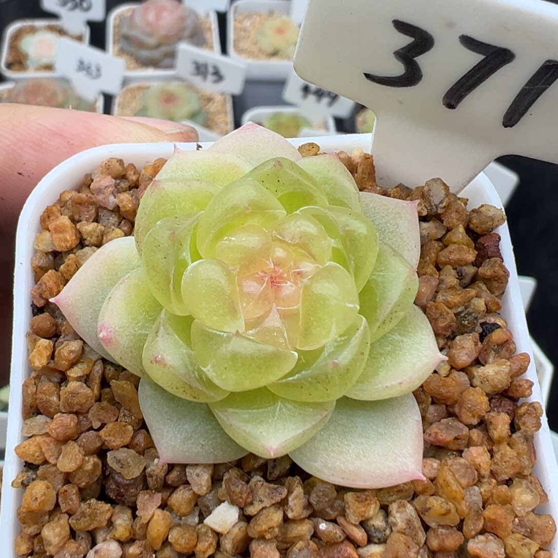 371号黄心财富 晗雨多肉