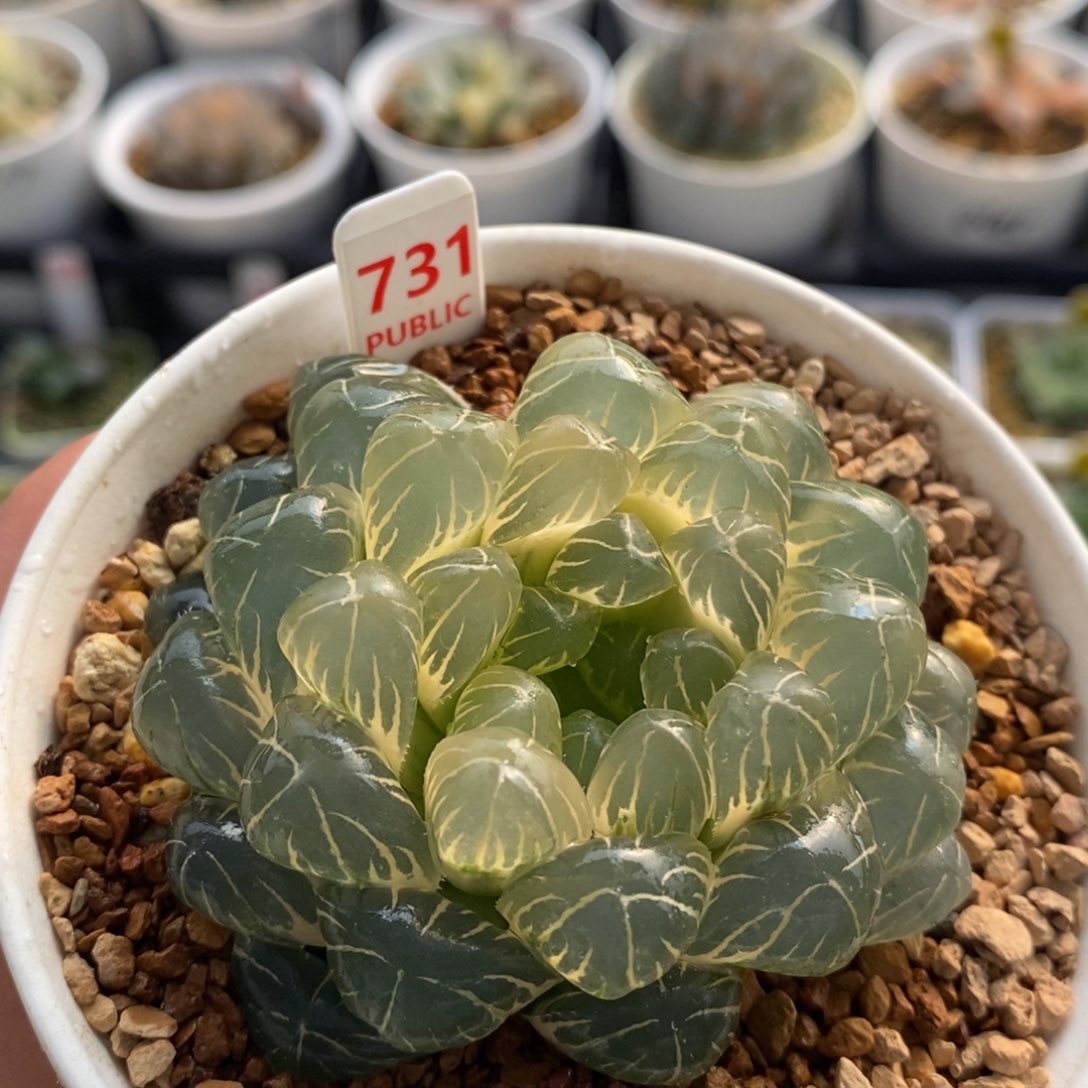 731湖水玉露十二卷多肉植物