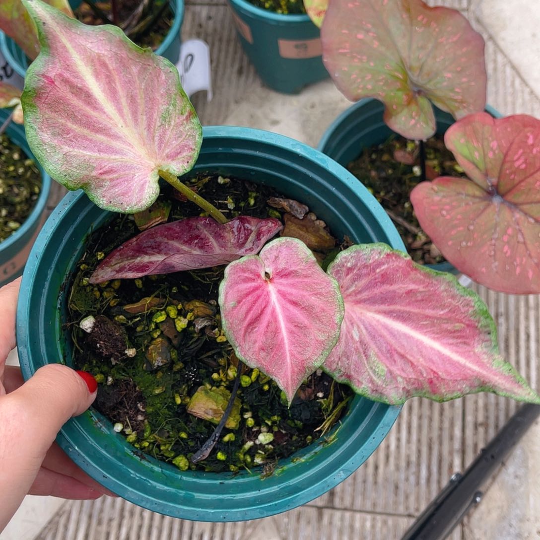 完全开放3016泰彩一物一拍