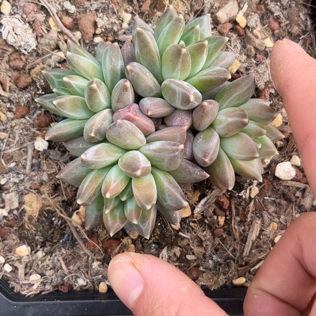 四头品子型多肉 尺寸7