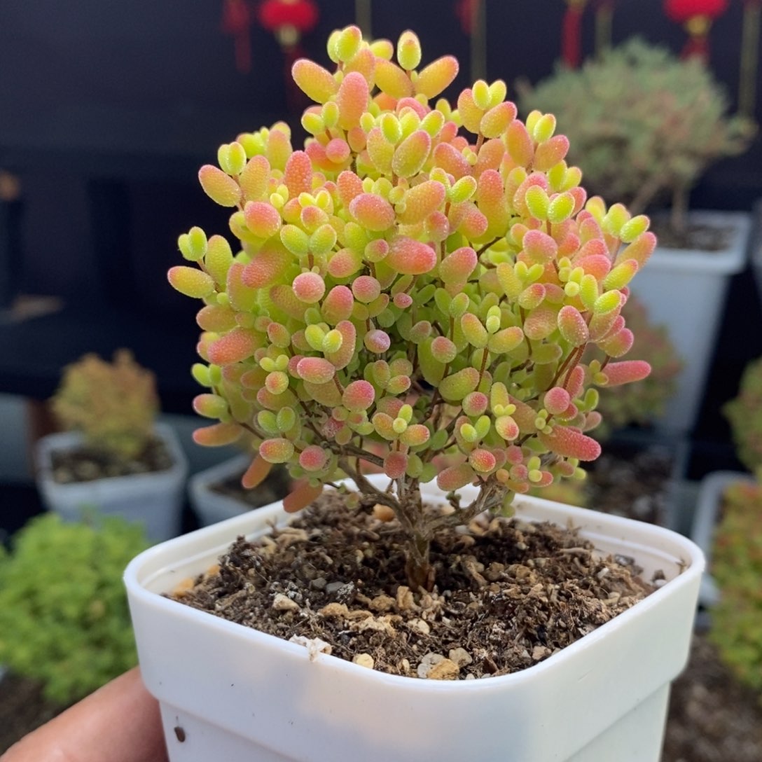 c17号蜜橘糖球枝干