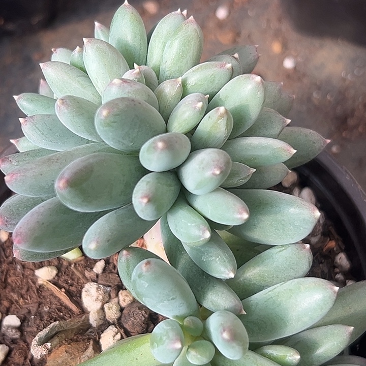 兰亭序缀美人特价