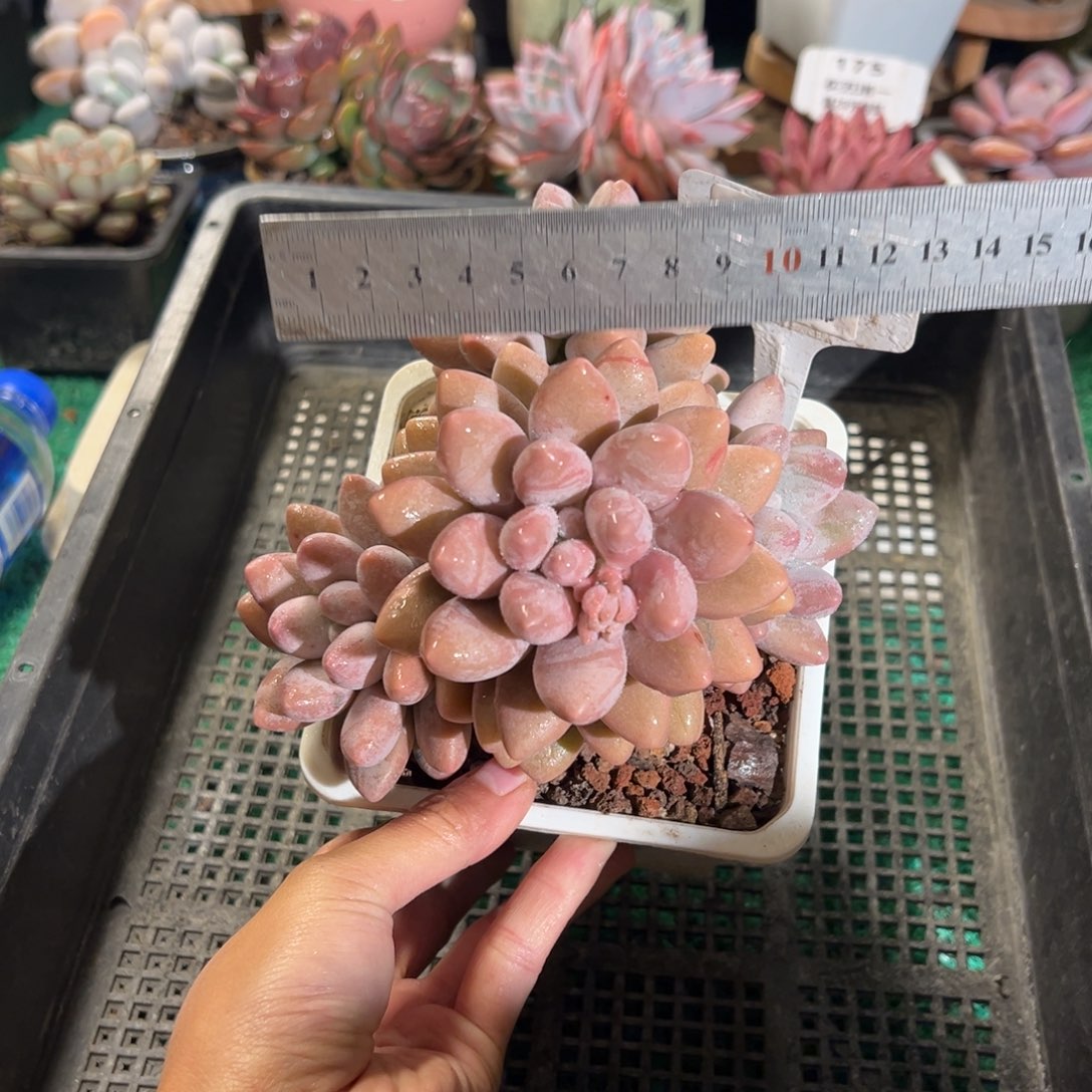 表妹精品多肉植物113.