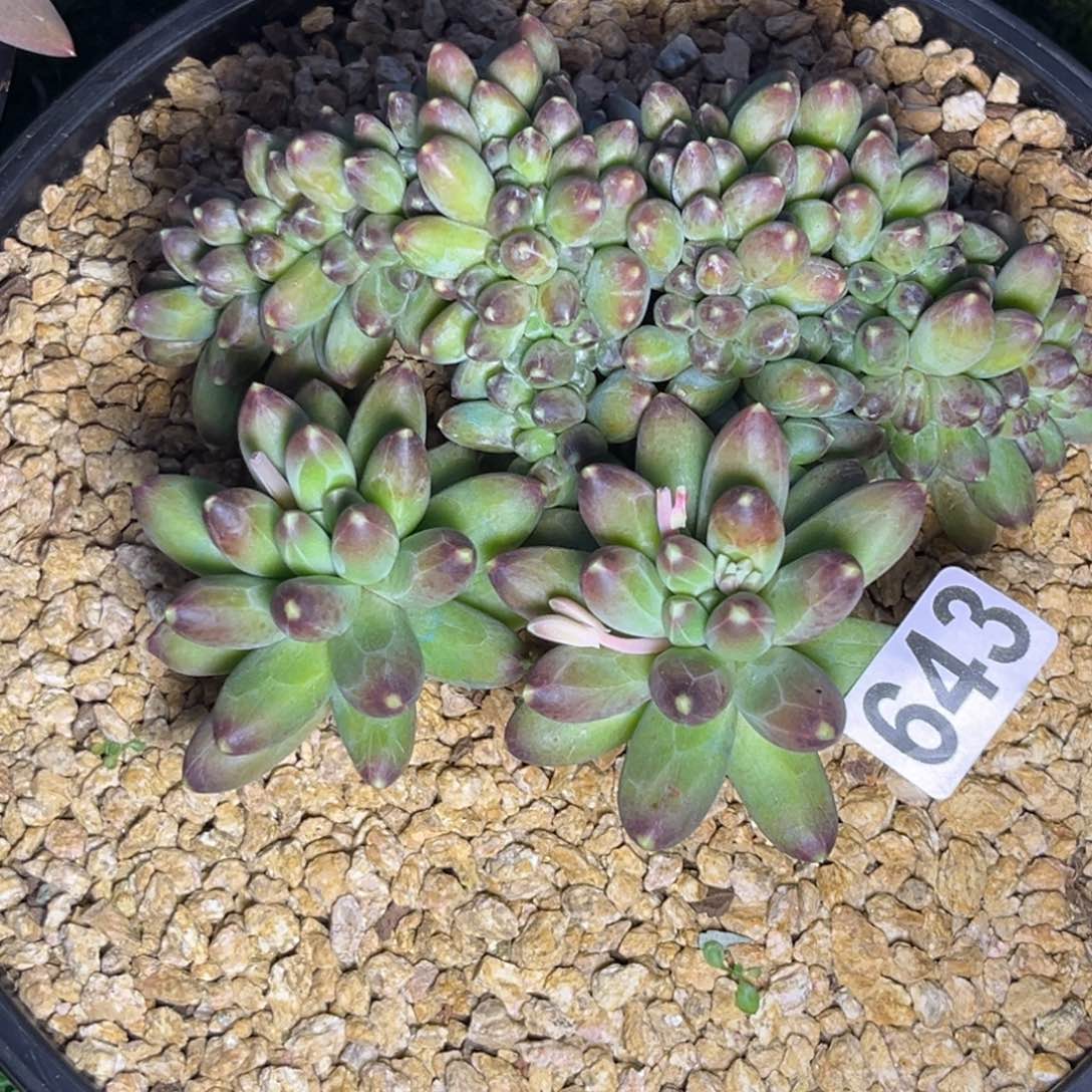 多肉植物千代田美人643