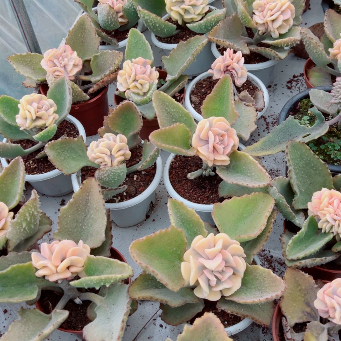 雪精灵锦多肉植物