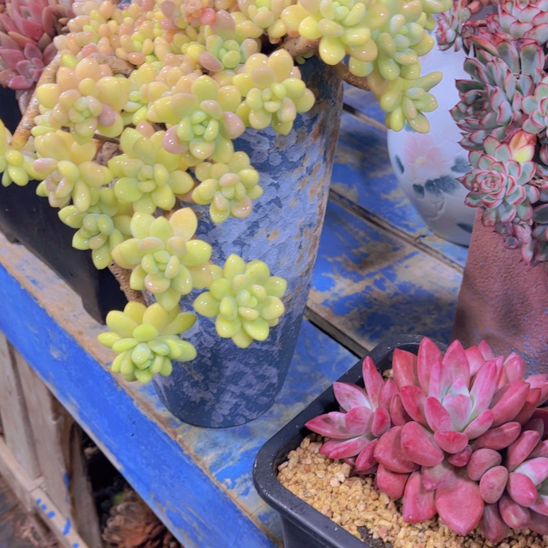 ****姐多肉植物保护研究所所长