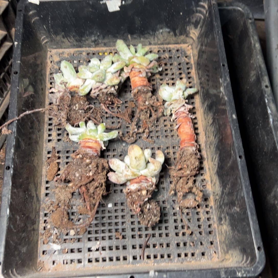 2095哈哈哈哈哈哈哈哈